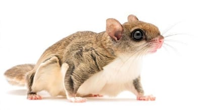 GOT FLYING SQUIRRELS IN YOUR HOUSE?