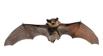 GOT BATS IN YOUR HOUSE?