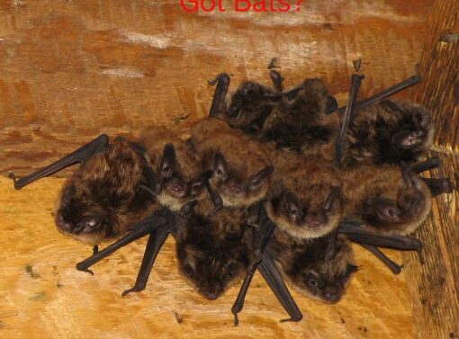 Bat Sealing Greenwich