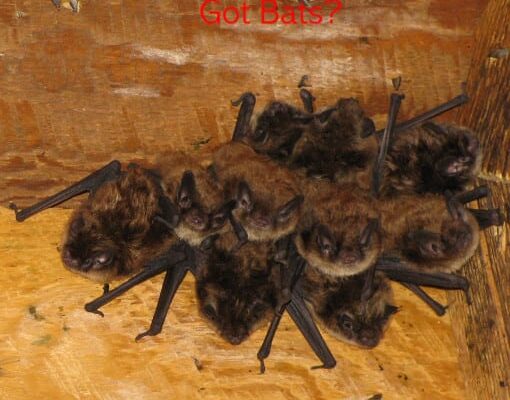 Bat Sealing Greenwich