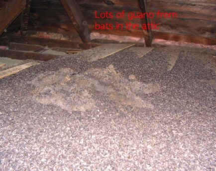 Rodent Fecal Clean Up Greenwich